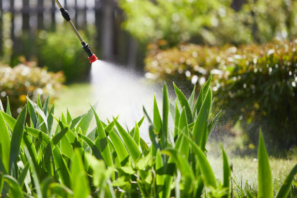 24/7 Emergency Termite Control experts in Brockton, MA