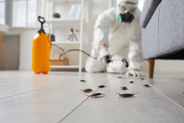 Affordable Termite Control solutions in Brockton, MA